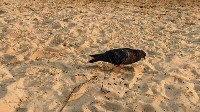 A dove pecks seeds on the sand near the river