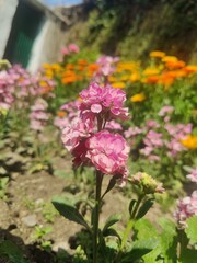 Hoary stock, Matthiola incana or Matthiola longipetala
