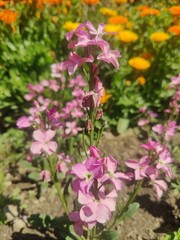 Hoary stock, Matthiola incana or Matthiola longipetala
