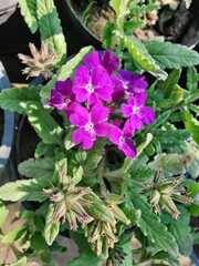 Obraz premium Verbenaceae or the Garden verbena 