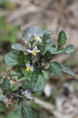 Solanum nigrum or Black nightshade
