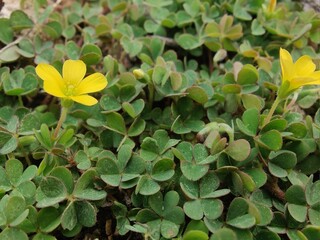 Creeping woodsorrel, Oxalis corniculata or Oxalis exilis