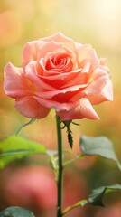 Fototapeta premium Peach Rose in Garden Sunlight