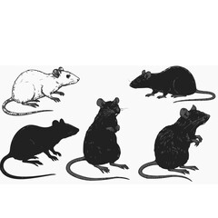 set of rats