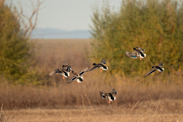 Ducks in flight.