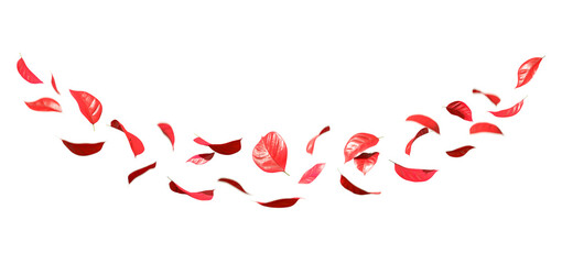 Red autumnal leafs curve flow movement cut out transparent backgrounds 3d illustration png