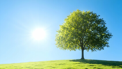 Fototapeta premium A solitary tree on a grassy hill under a bright blue sky