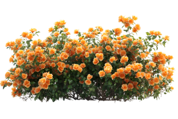 Bush with orange flowers Orange Flowering Shrub High-Quality Transparent Background