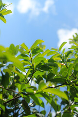Obraz premium The leaves of the tree are green and the sky is blue
