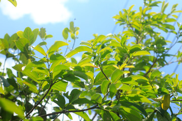 A tree with green leaves and a blue sky in the background