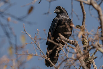 Raven perched on bare branch.