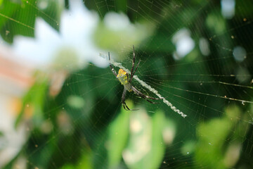 A spider is sitting on a web in a tree