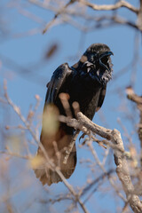 Raven calling from bare branch.