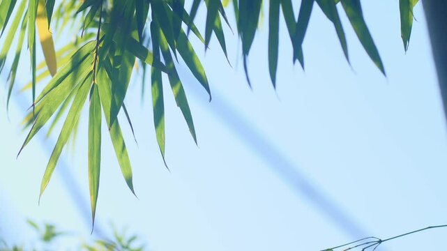 Bamboo Sky Soft