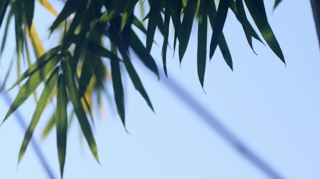 Bamboo Sky