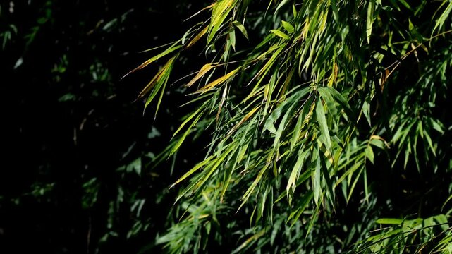 Bamboo Morning