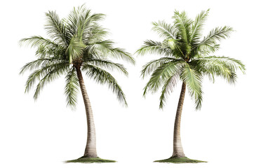 Obraz premium Two isolated, realistic palm trees on a transparent background
