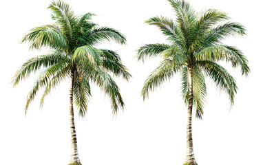 Obraz premium Two isolated, realistic palm trees on a transparent background