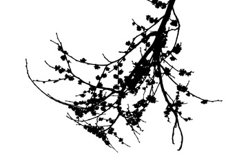 Natural spring elm branch with leaves on transparent background