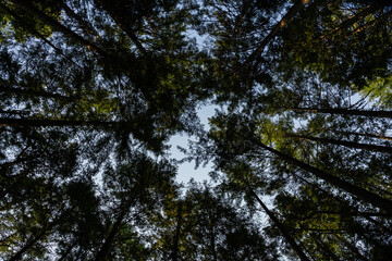 dense forest with tall trees and lush green undergrowth in a misty atmosphere suggesting a serene and tranquil environment.