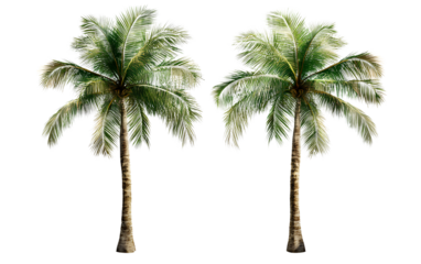 Two isolated, realistic palm trees on a transparent background
