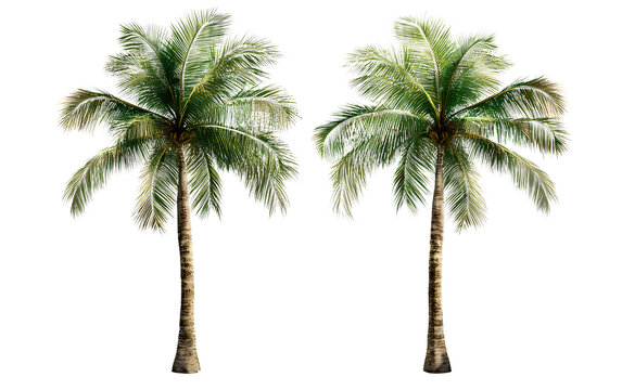 Two isolated, realistic palm trees on a transparent background