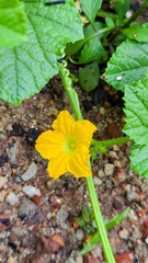 yellow flower on green background