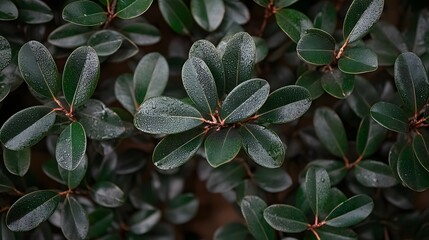 Close-Up View of Lush Green Leaves with Unique Speckles Under Natural Light