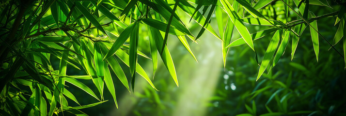 Group background of dark green tropical leaves ( monstera, palm, coconut leaf, fern, palm leaf,bananaleaf) Panorama background. concept of nature