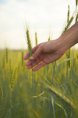 A close-up of a hand gently touching a wheat spike in a green field, symbolizing agriculture and...