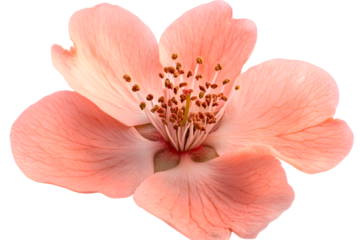 Beautiful Peach-Colored Flower Isolated on Transparent Background