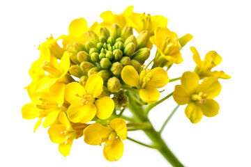Close-up Rape blossoms Image isolated on white background. Generative AI