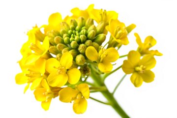 Close-up Rape blossoms Image isolated on white background. Generative AI