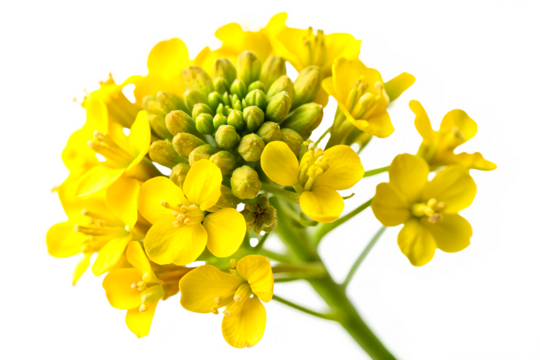 Close-up Rape blossoms Image isolated on white background. Generative AI - Powered by Adobe