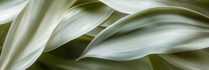 Group background of dark green tropical leaves ( monstera, palm, coconut leaf, fern, palm leaf,bananaleaf) Panorama background. concept of nature