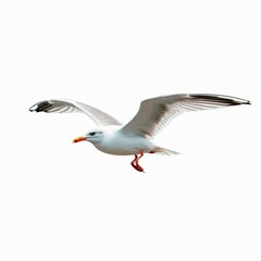 Fototapeta premium Seagull flying isolated on white background - clipping paths
