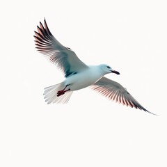 Obraz premium Seagull flying isolated on white background - clipping paths