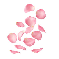 pink rose petals in the air isolated on transparent background 