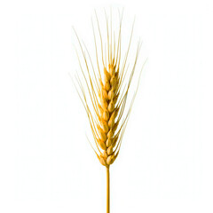 An ear of wheat isolated on transparent or white background, wheat ears isolated on white