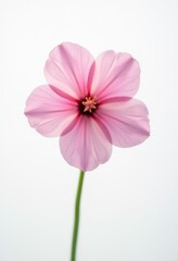 Naklejka premium a flower with a rainbow in the middle of it