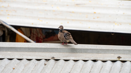 Kopou bird also known as Common Emerald Dove or Asian Emerald Dove sitting roof top 3