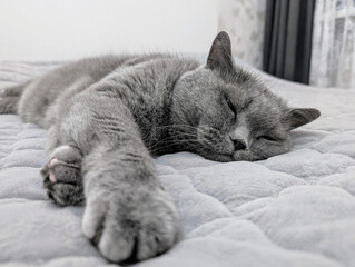 Scottish cat lying on the bed