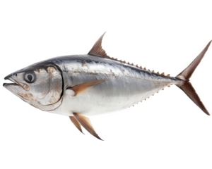 Fresh tuna fish, showcasing its sleek body and vibrant colors, is popular choice for seafood lovers. This fish is often used various culinary dishes, highlighting its rich flavor and nutritional
