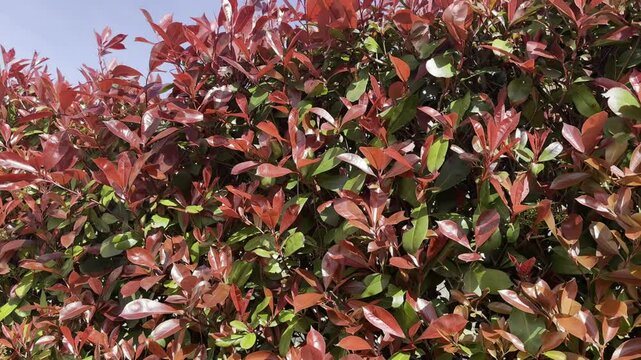 Video of Photinia Red Robin, Bright Hedge with bright colors
