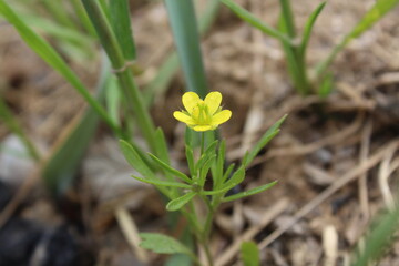 Meadow buttercup or Ranunculus acris
