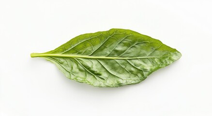 Single fresh green leaf