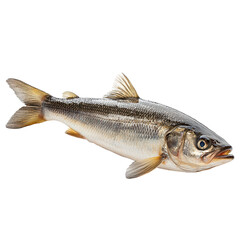 A Mullet png classic mullet png retro mullet png stylish mullet png distinctive mullet png transparent background image