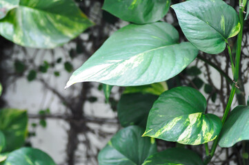 Devils Ivy, Golden Pothos or Hunters Robe or Epipremnum aureum or Araceae