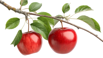  fresh red apple with a glossy finish 