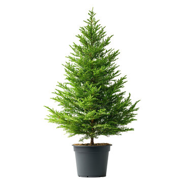 A Norfolk land Pine png rugged Norfolk land pine png natural Norfolk land pine png resilient Norfolk land pine png majestic Norfolk land pine png transparent background image